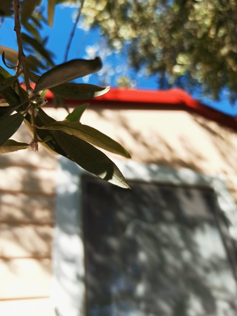 Shadows and olive trees